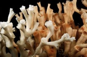 Fused lophelia. Courtesy of Solvin Zankl