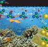 Marine carbonate chemistry equation