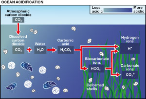 The chemical process of ocean acidification. Adapted from a graphic by the University of Maryland.