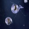Calcium carbonate-shelled pteropods are members of oceanic plankton, thought to be vulnerable to ocean acidification